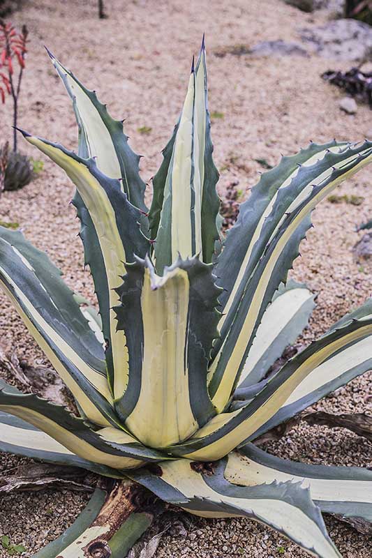 Agave Americana Médiopicta Alba