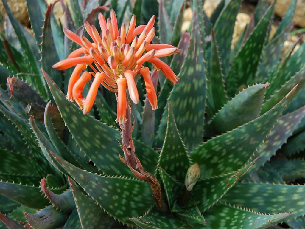 Aloe Saponaria