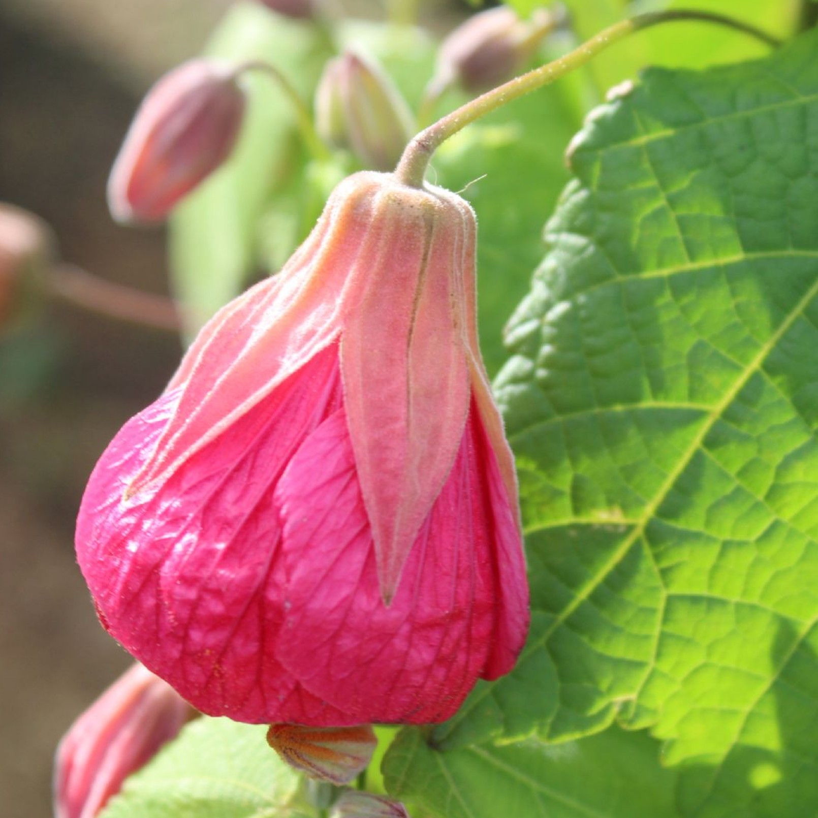 Abutilon Aphrodite