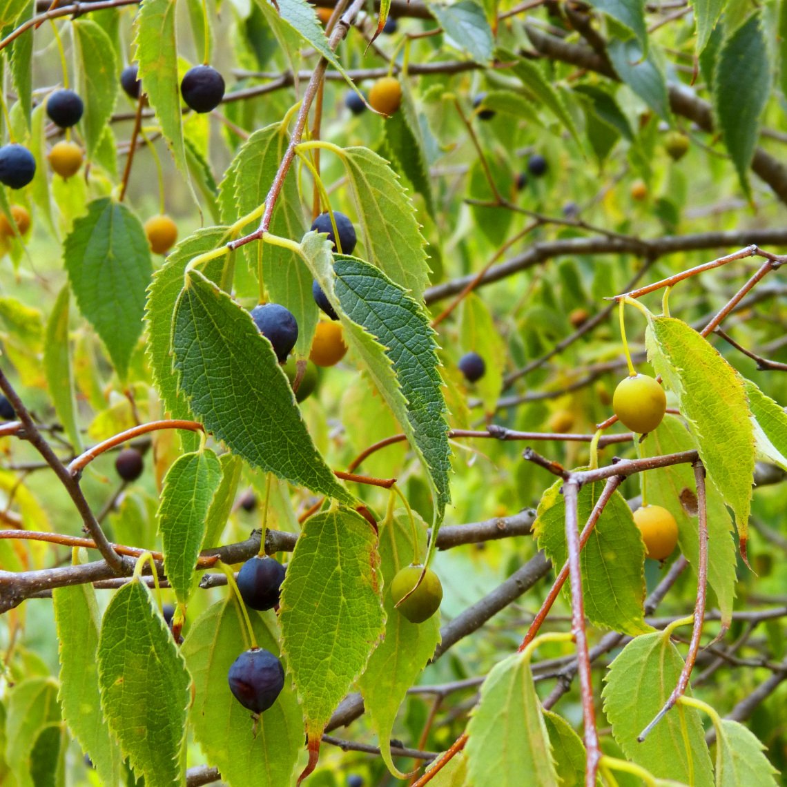 Celtis Australis