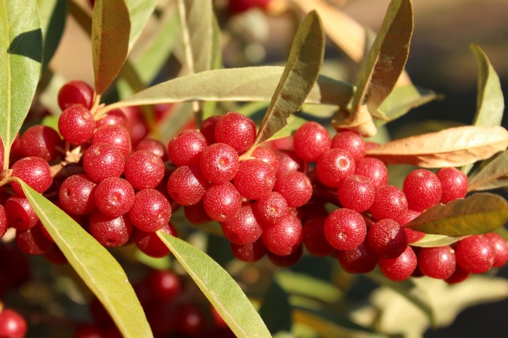 Elaeagnus Umbellata Pointilla Sweet\