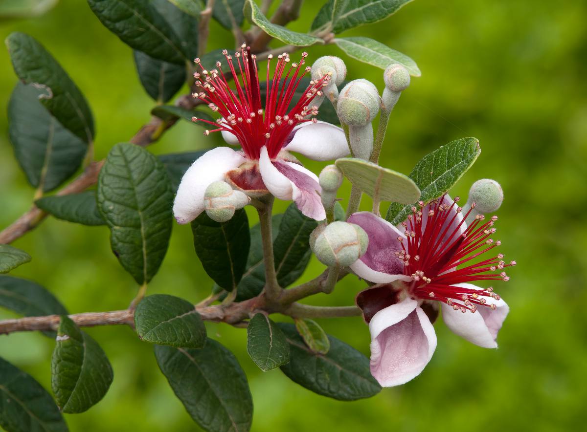 Feijoa sellowiana