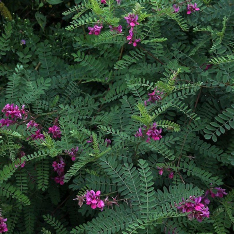 Indigofera heterantha Gerardiana