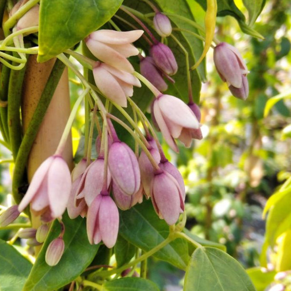 Holboellia latifolia 