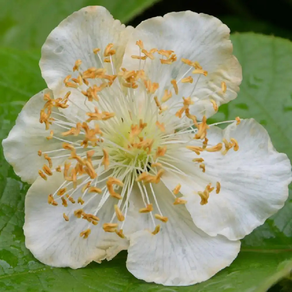 Actinidia Deliciosa Tomuri Mâle