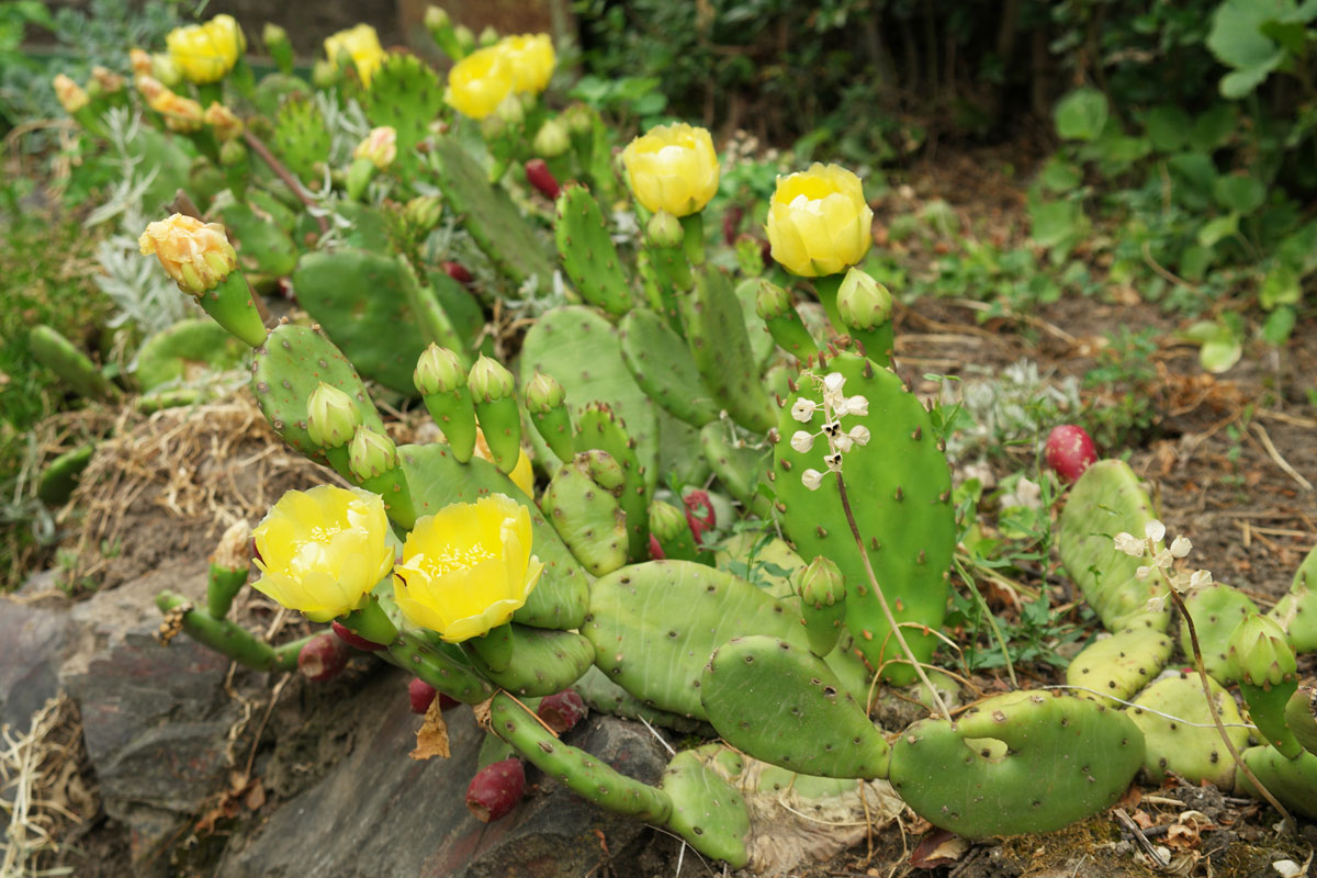 Opuntia Humifusa