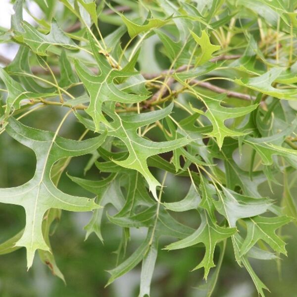 Quercus palustris