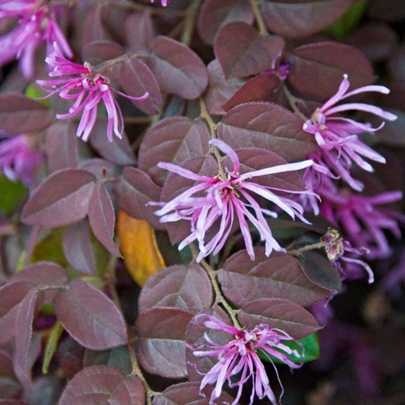 Loropetalum chinense Pipa\