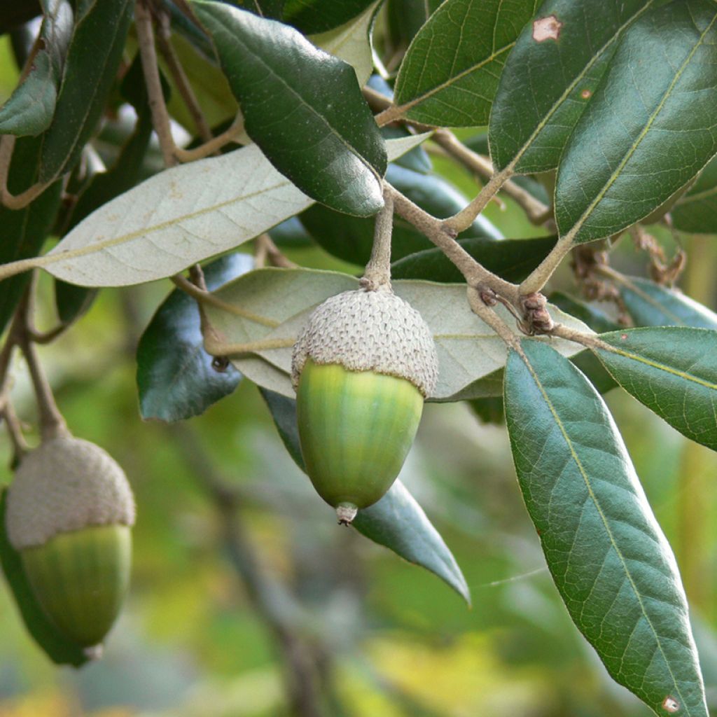 Quercus ilex 