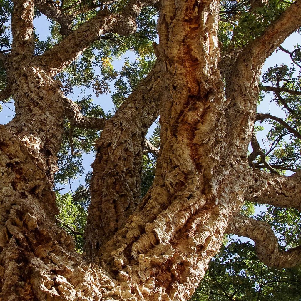 Quercus suber