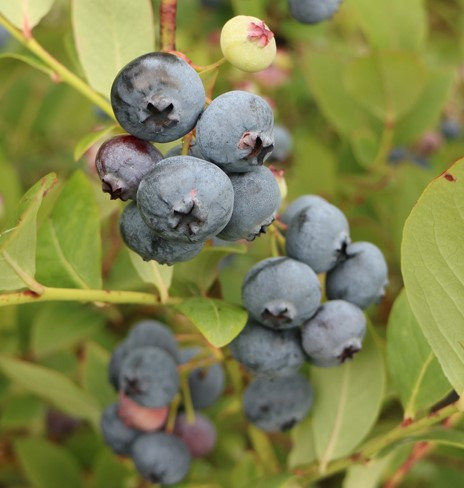 Vaccinium Corymbosum Elliot