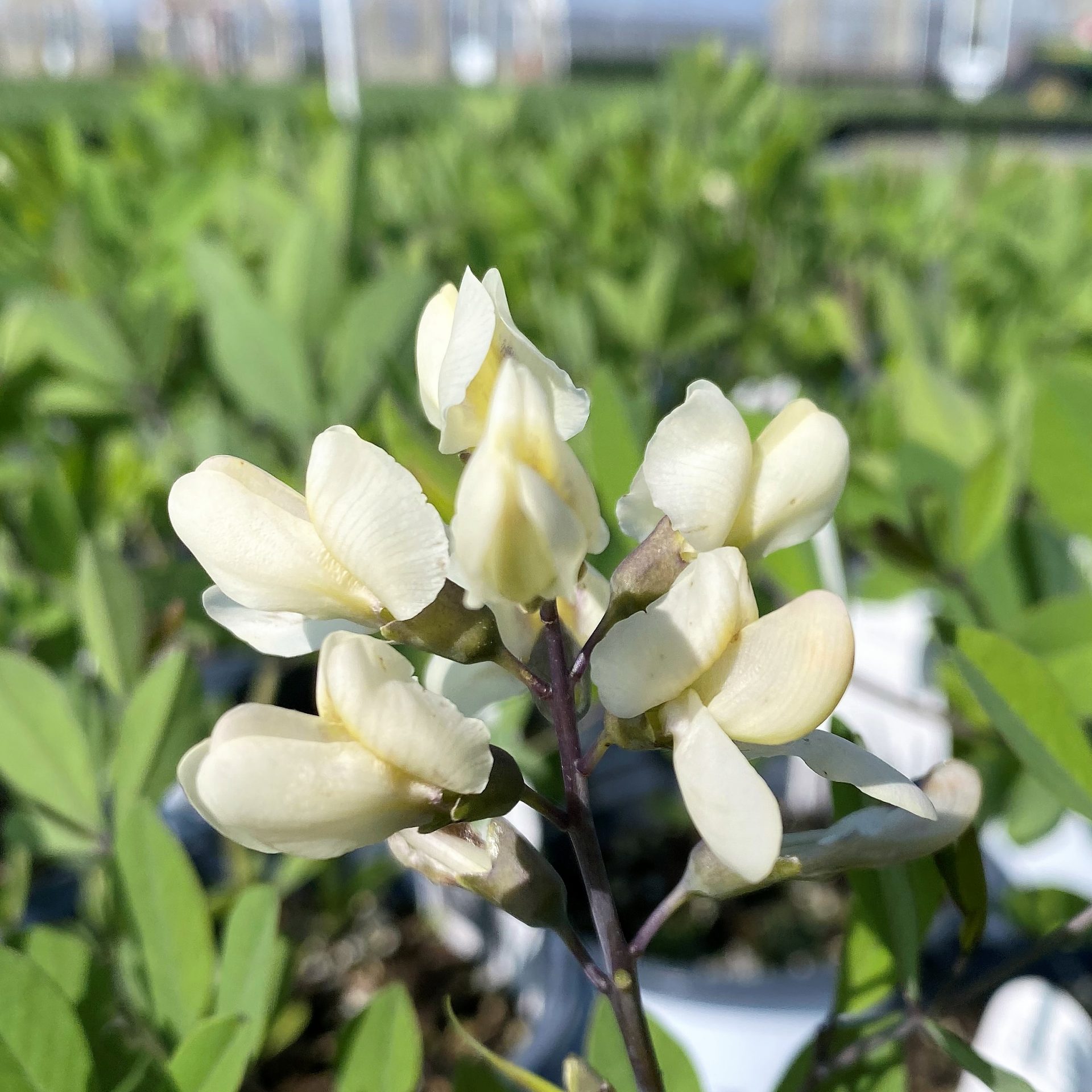 Baptisia Vanilla Cream