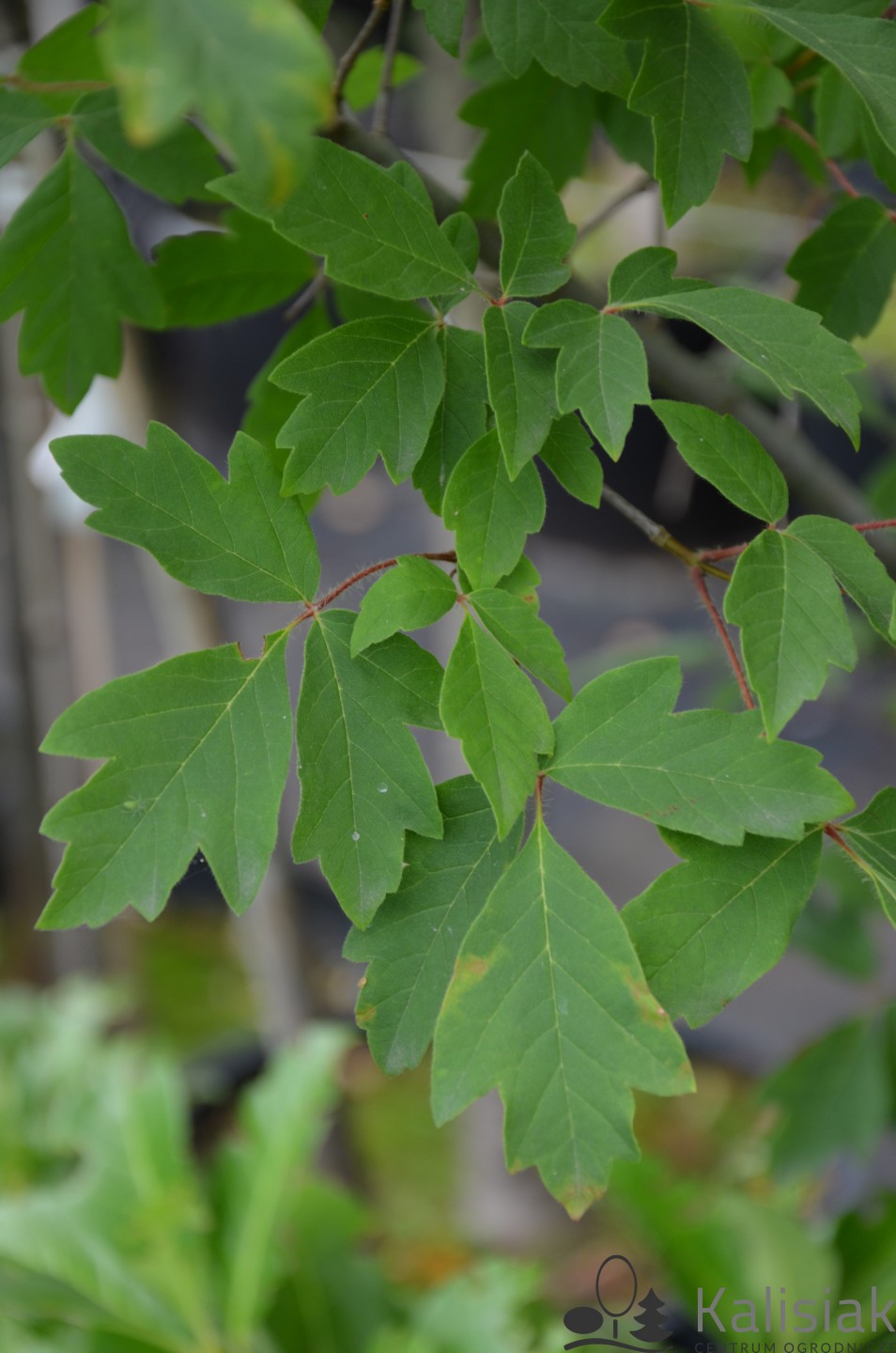 Acer griseum