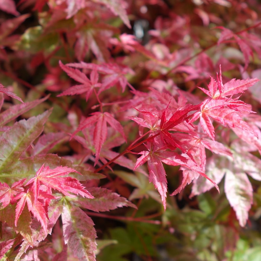 Acer palmatum Beni Maiko