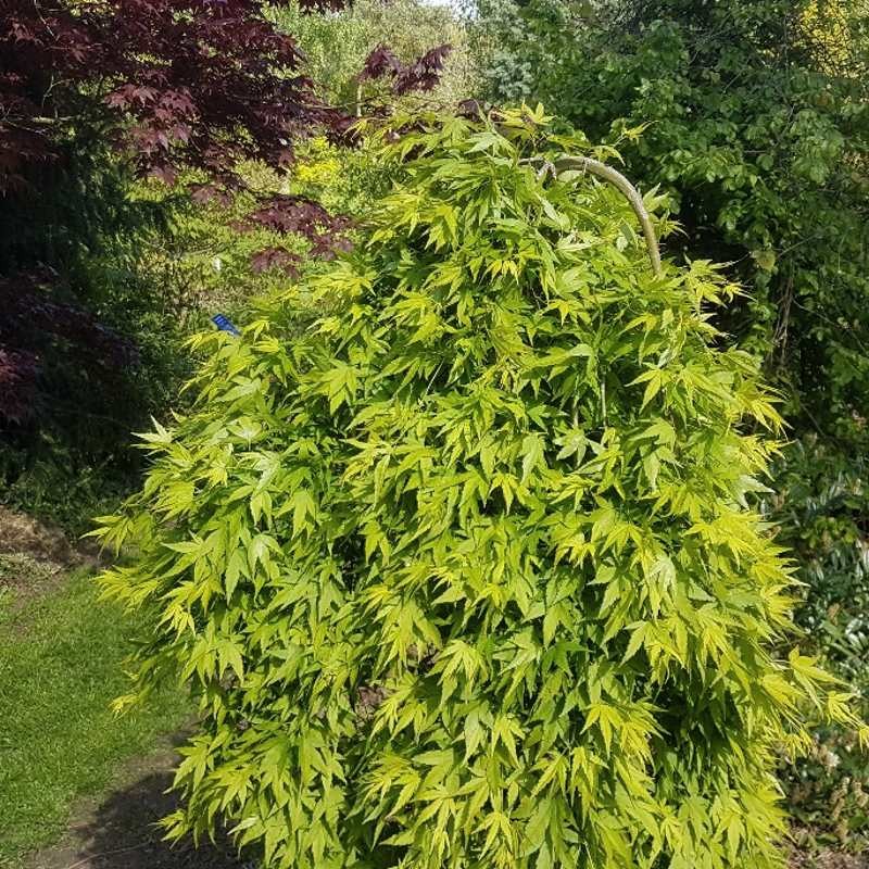 Acer palmatum Ryusen