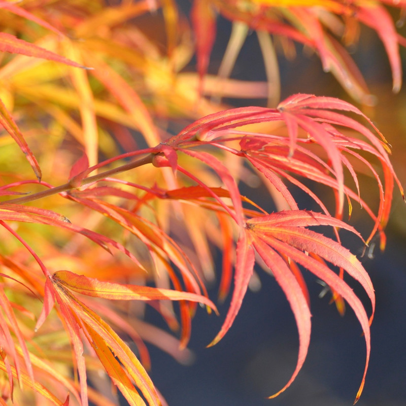 Acer palmatum Scolopendrifolium