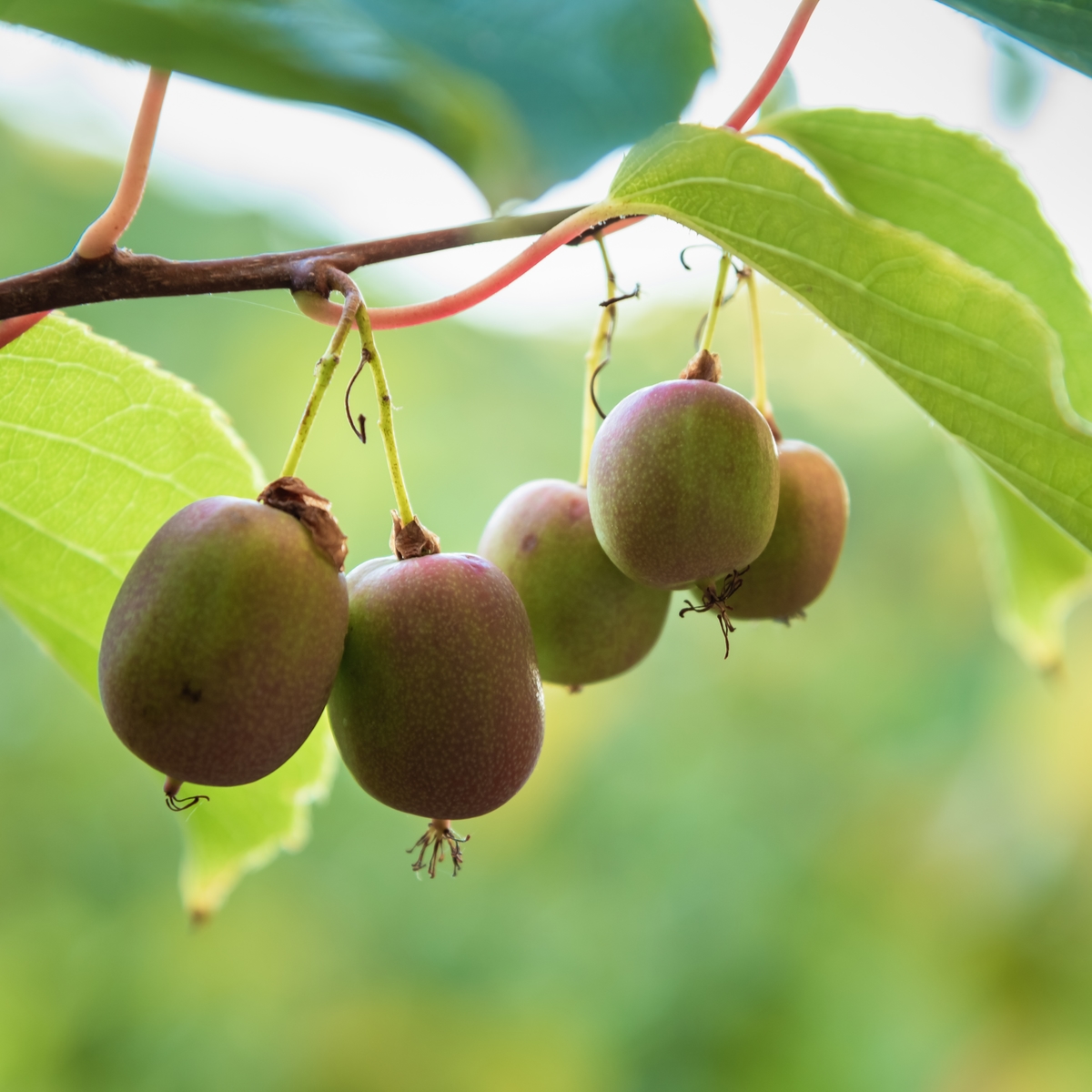 Actinidia Arguta Weiki Femelle