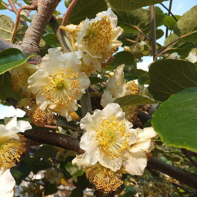 Actinidia Chinensis deliciosa Minkimale