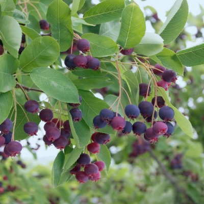 Amélanchier Alnifolia Sleyt