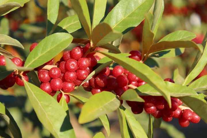 Elaeagnus umbellata Pointilla Amoroso