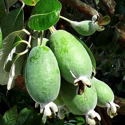 Feijoa Sellowiana Apollo