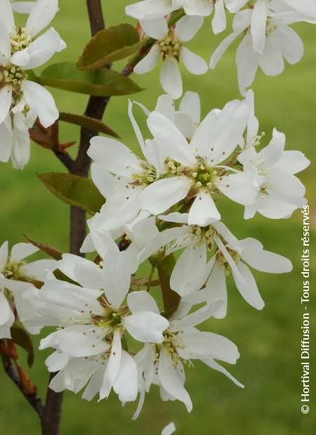 Amelanchier lamarckii Ballerina