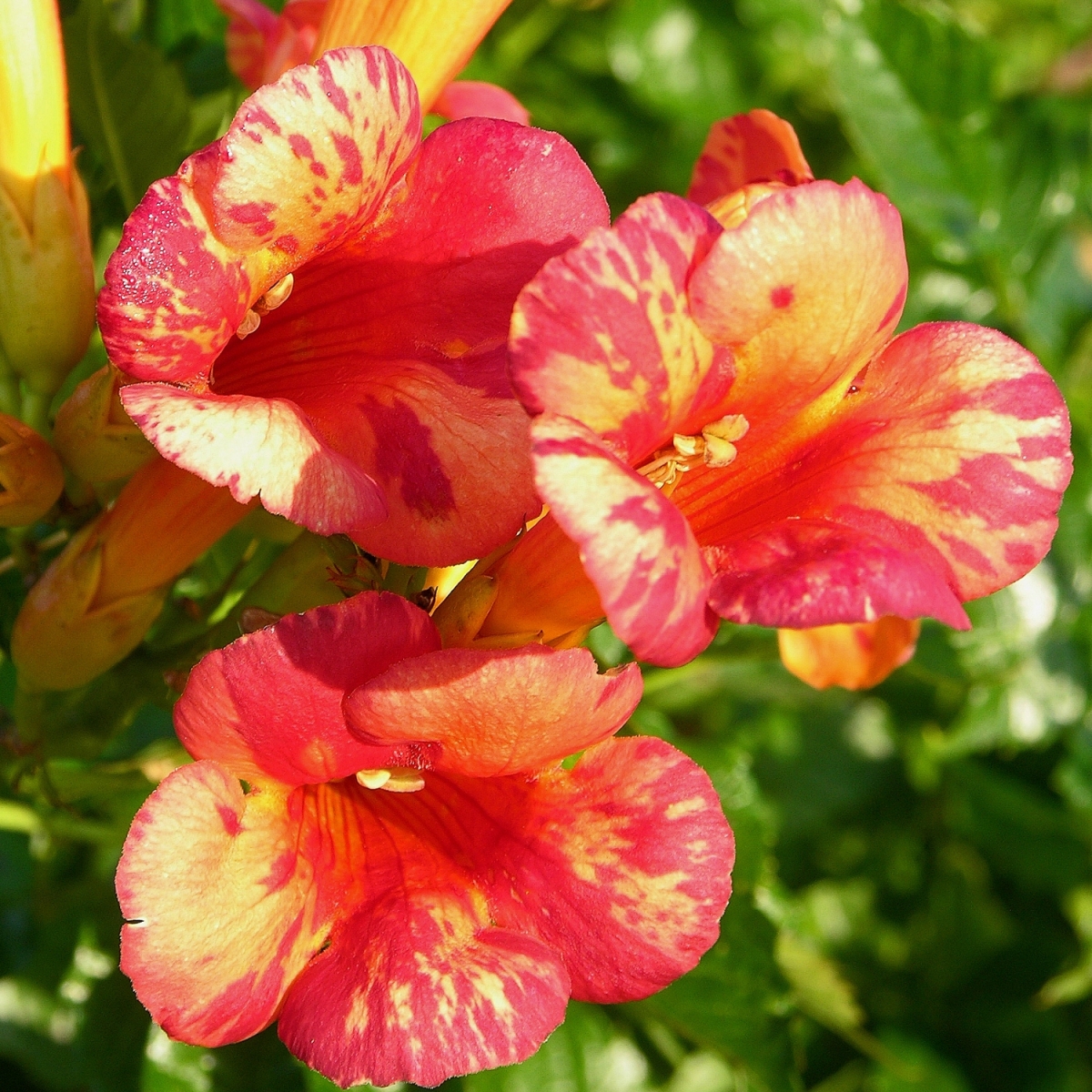 Campsis radicans X Grandiflora Orangeade