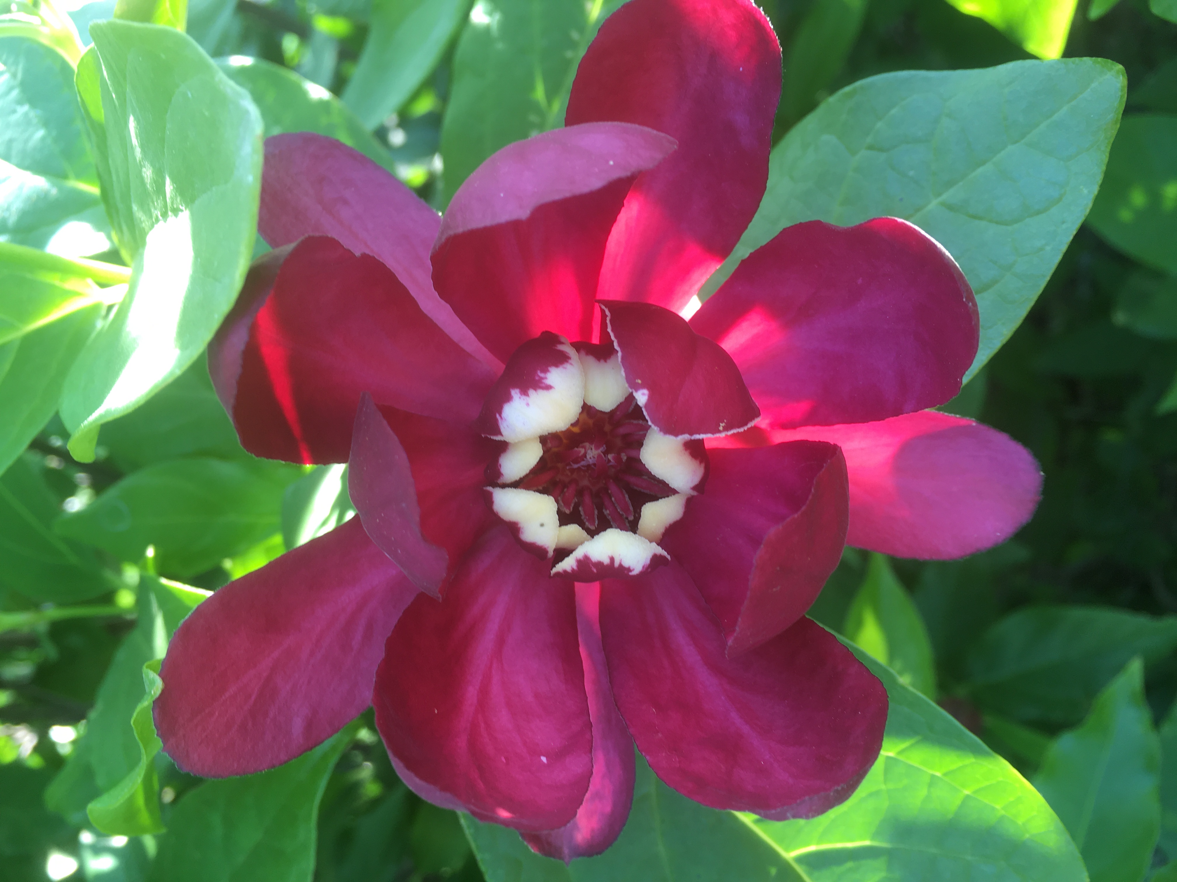 Calycanthus raulstonii Aphrodite