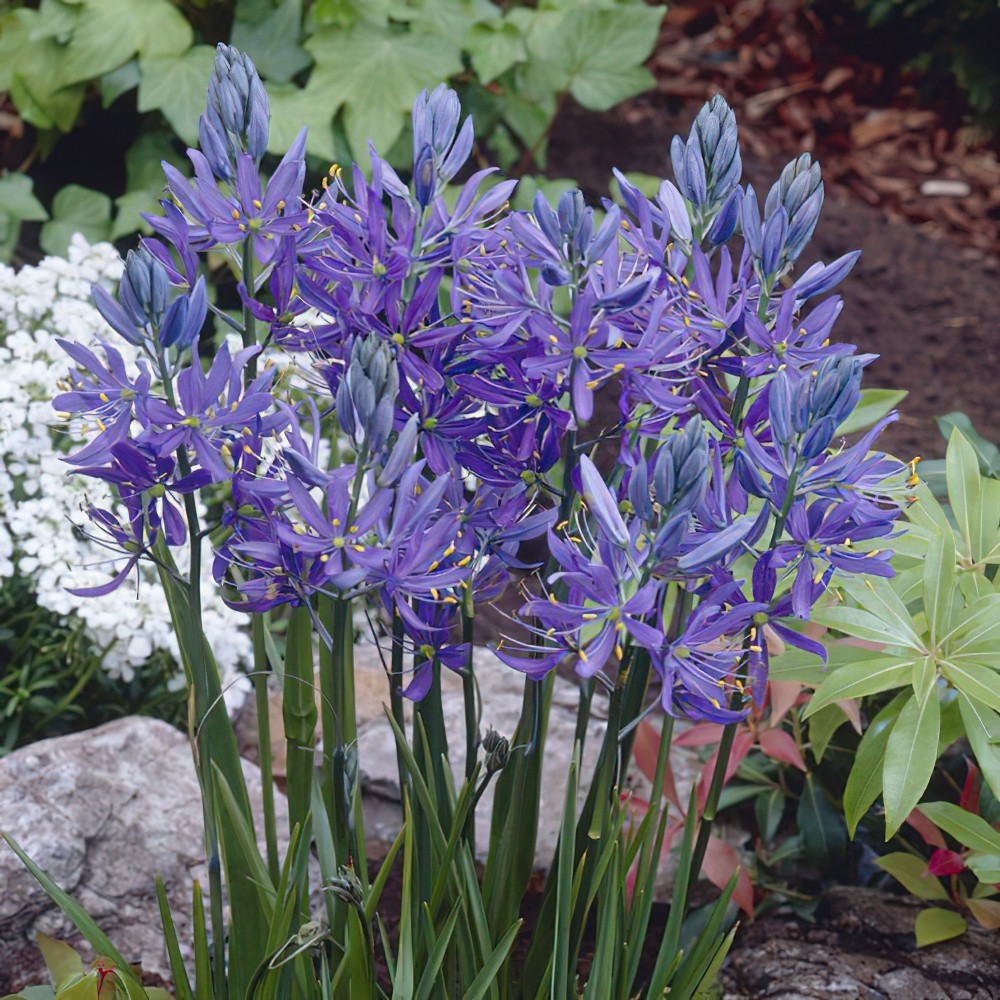 Camassia Quamash