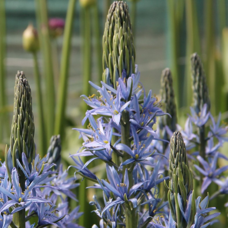 Camassia leichtlinii \