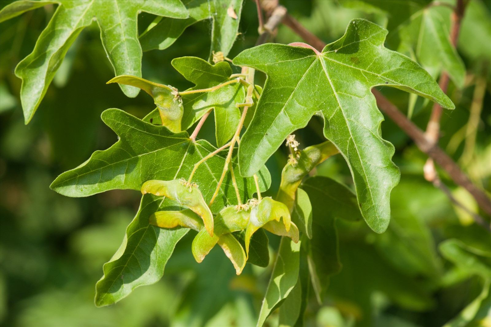 Acer campestre 