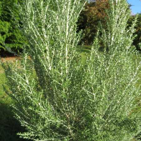 Cassinia Ward Silver