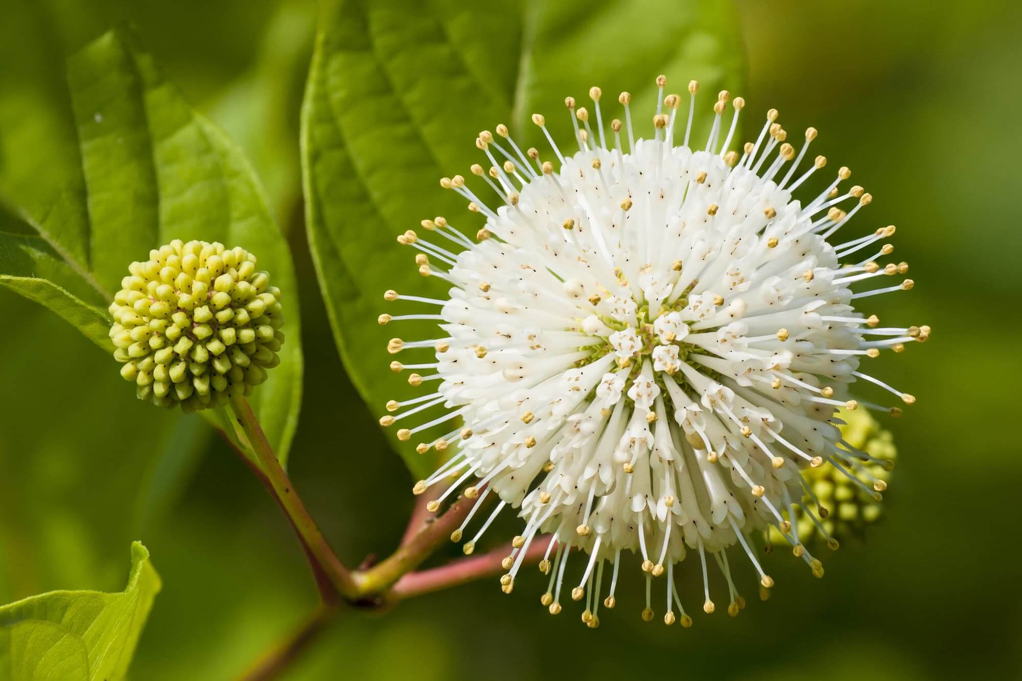 Cephalanthus occidentalis
