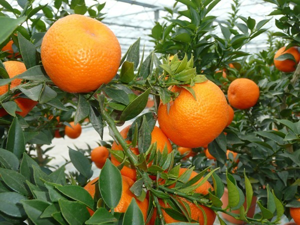 Citrus Myrtifolia