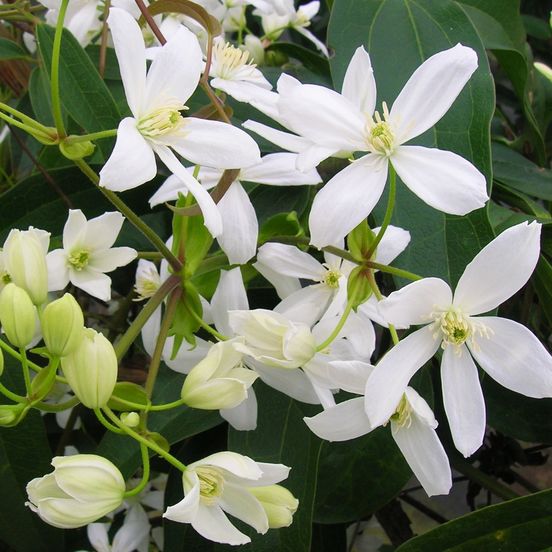 Clematite armandii