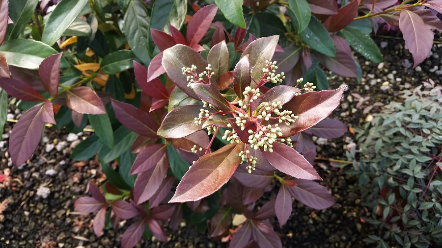 Viburnum odoratissimum Coppertop