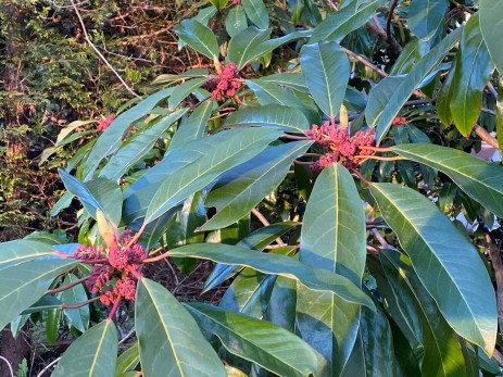 Daphniphyllum himalayense macropodum