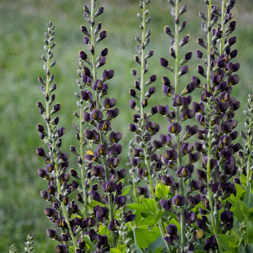 Baptisia Decadence Dark Chocolate