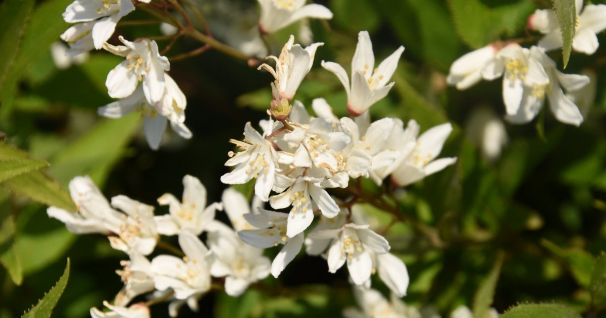 Deutzia magnifica 