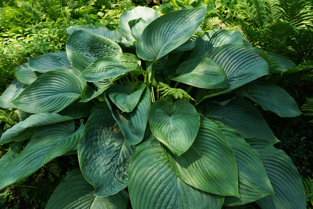 Hosta Empress Wu