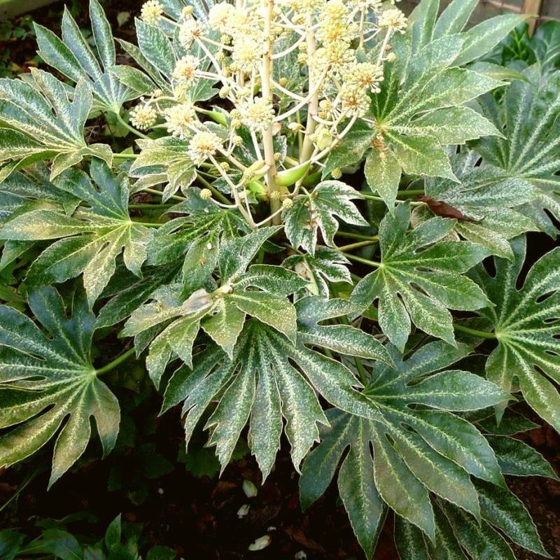 Fatsia japonica Spider\