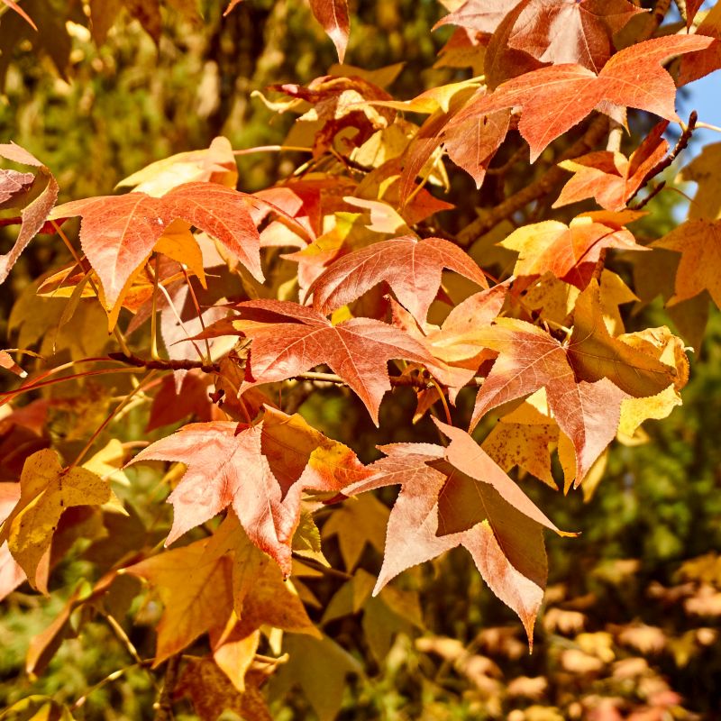 Liquidambar styraciflua Golden Sun