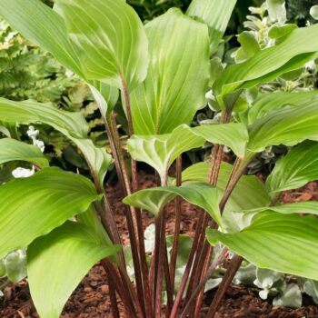 Hosta Gooseberry Sundae