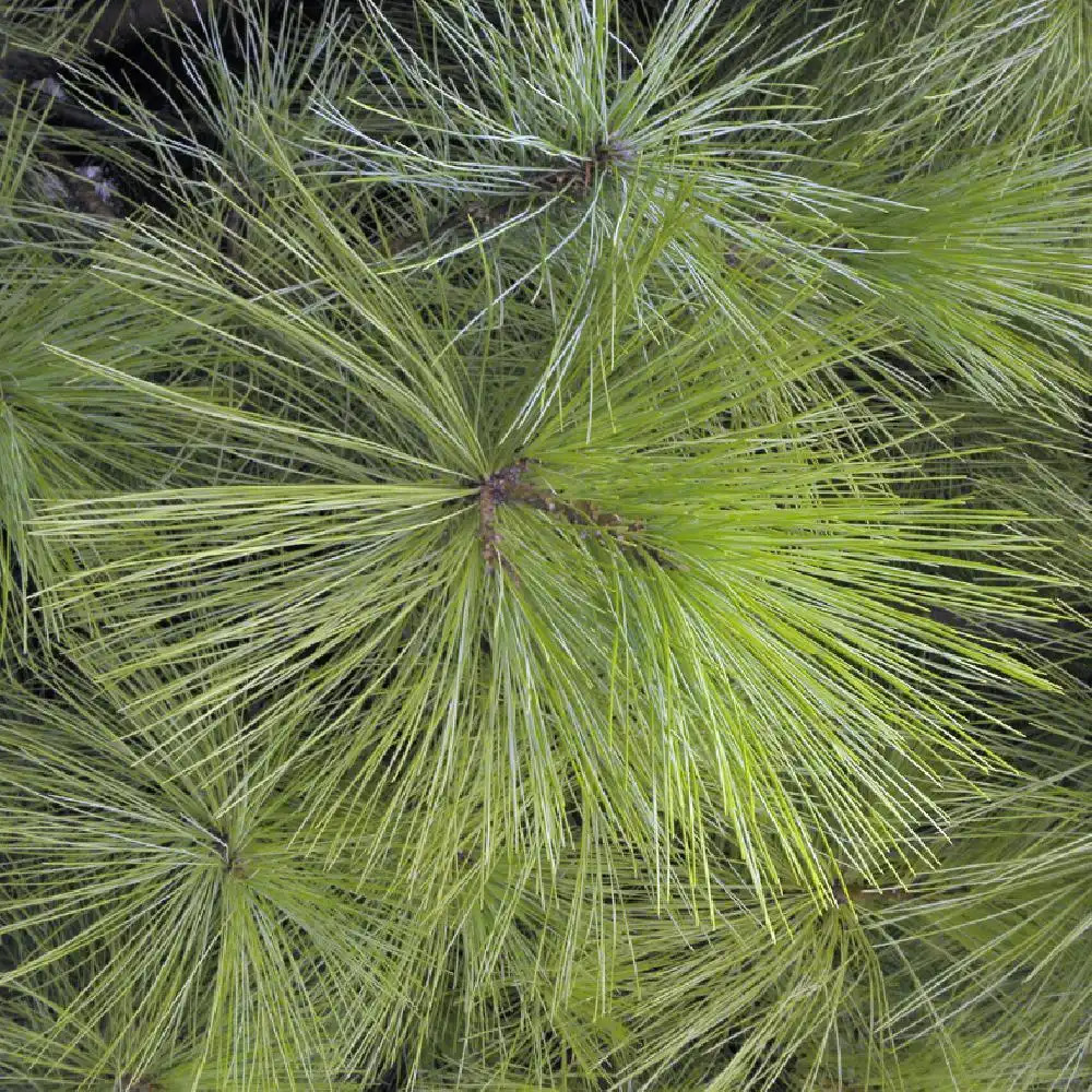 Pinus griffithii 