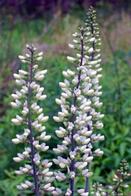 Baptisia Leucantha