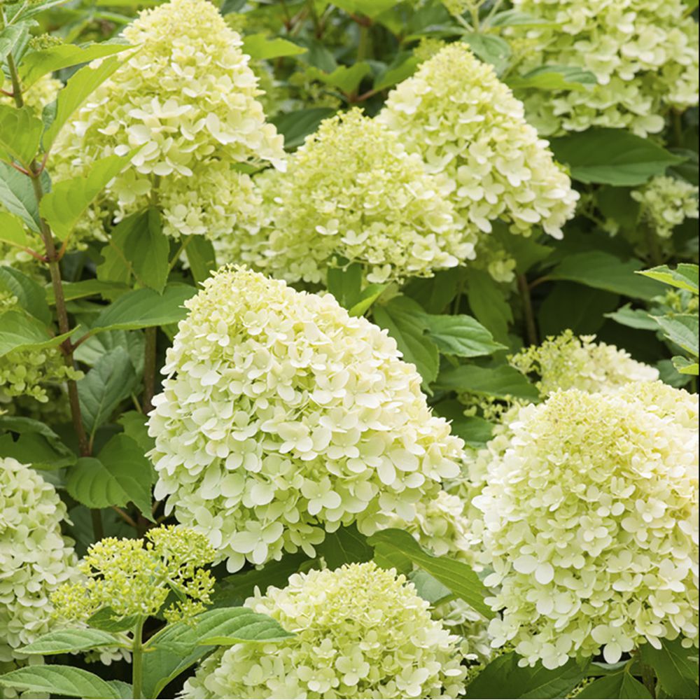 Hydrangea paniculata Limelight