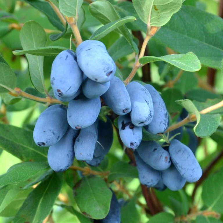 Lonicera caerulea \