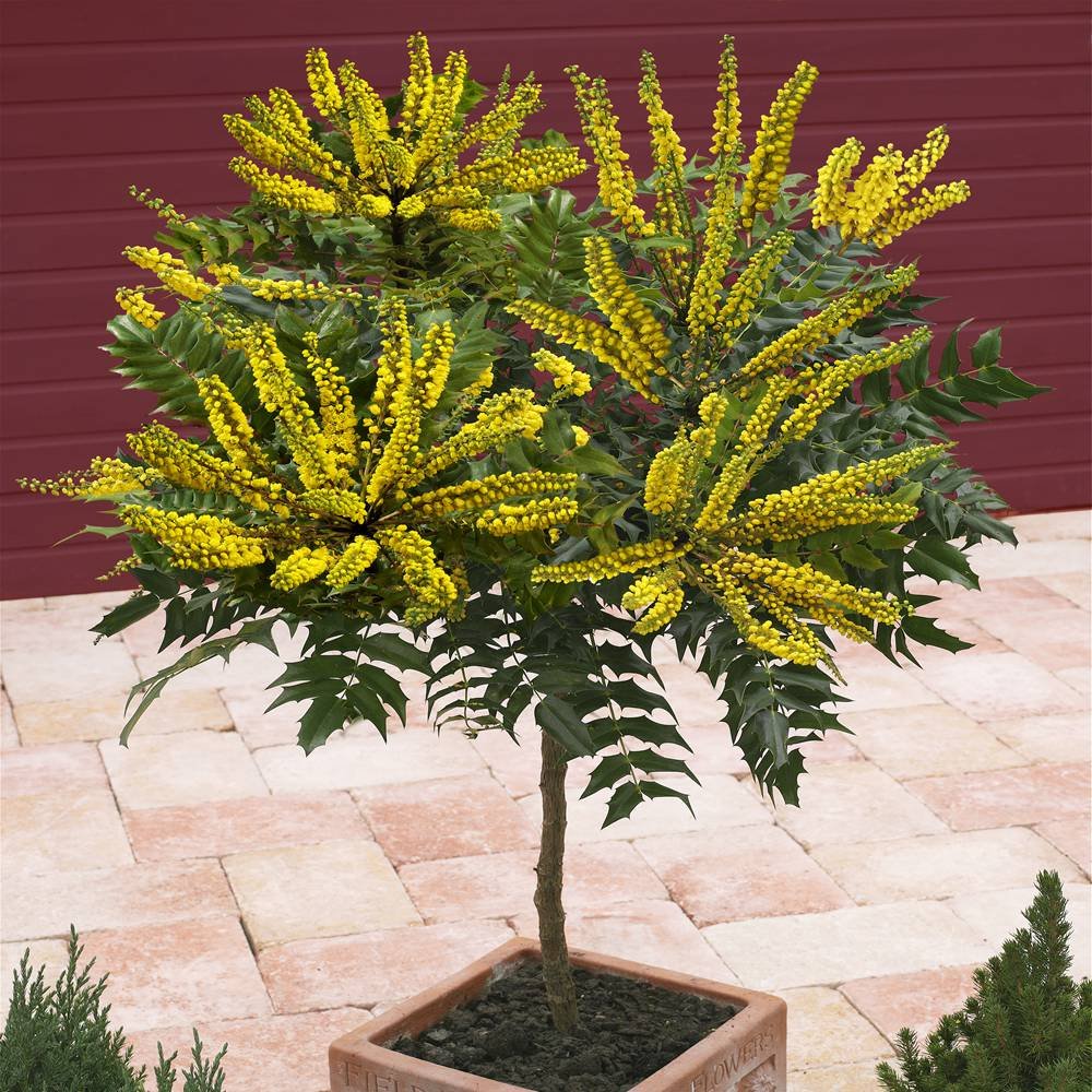 Mahonia Media Winter Sun