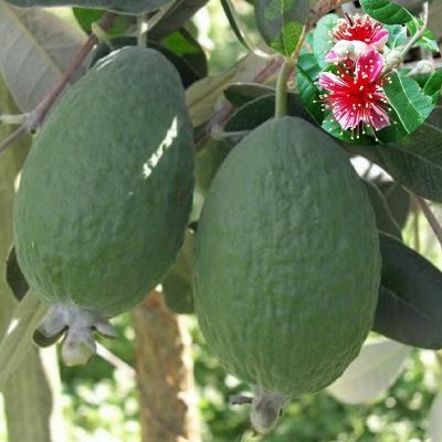 Feijoa Sellowiana Mammouth