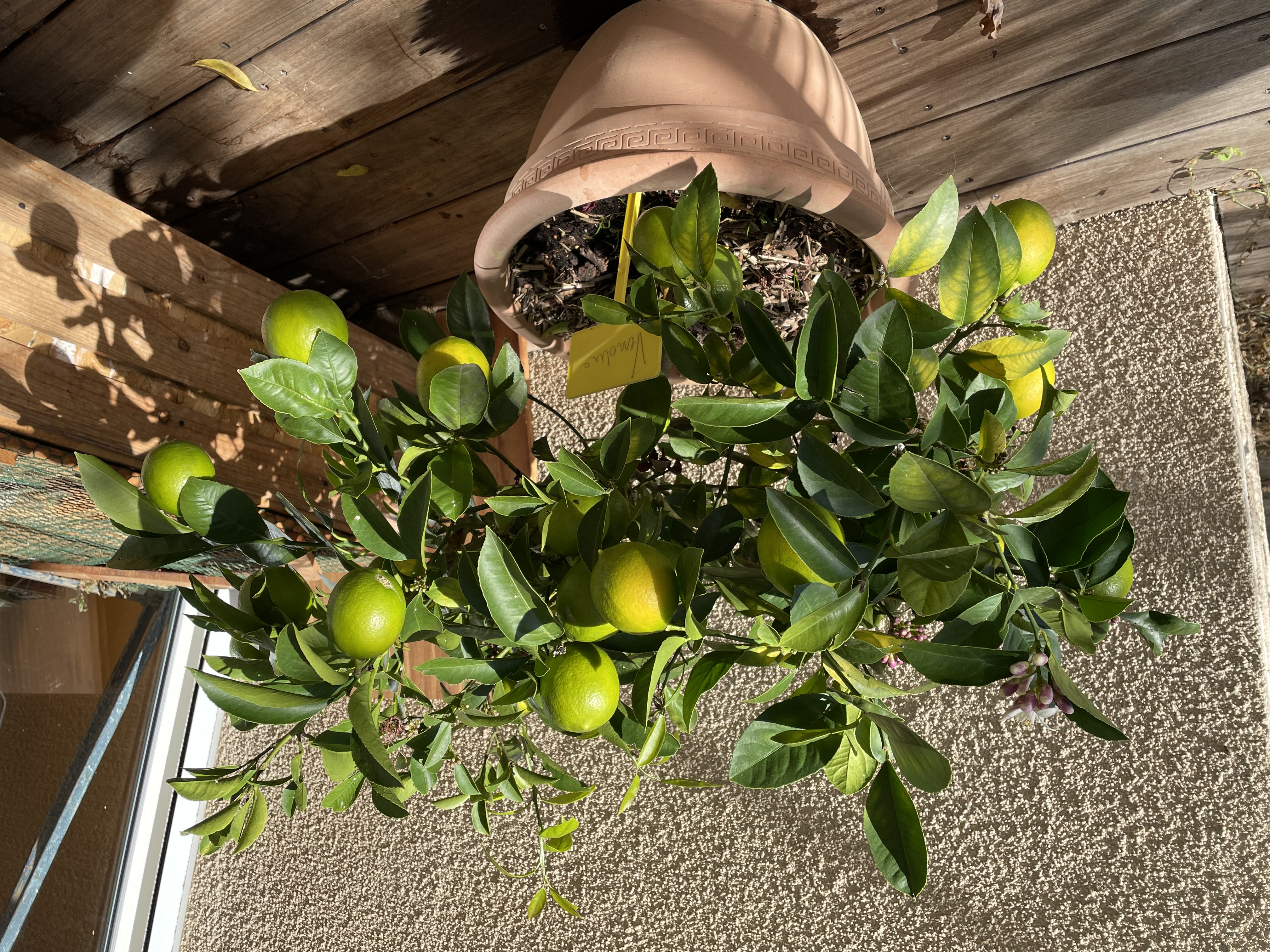 Citrus Meyeri